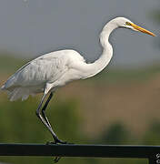 Grande Aigrette