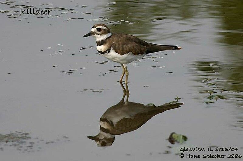 Killdeer