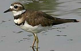 Killdeer