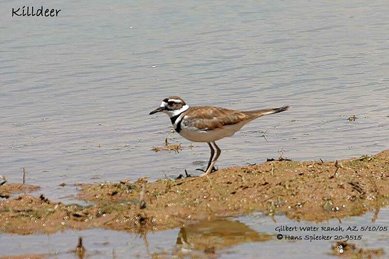 Killdeer