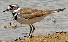 Killdeer