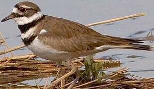 Killdeer