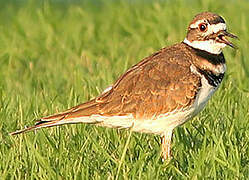 Killdeer