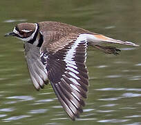 Killdeer