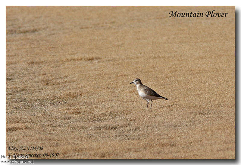 Gravelot montagnardadulte