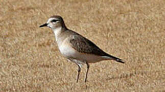 Mountain Plover