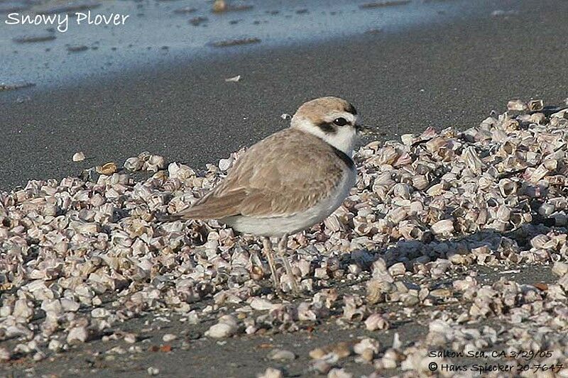 Snowy Plover