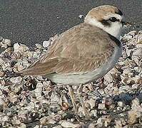 Snowy Plover