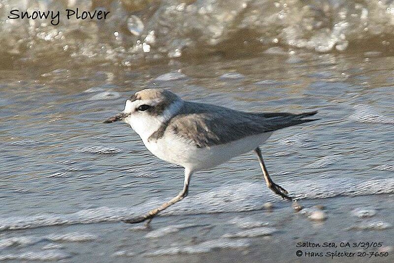 Snowy Plover