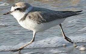 Snowy Plover