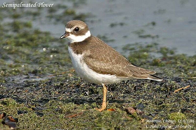 Semipalmated Plover