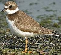 Semipalmated Plover