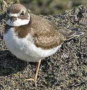Semipalmated Plover