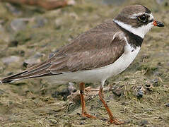 Semipalmated Plover