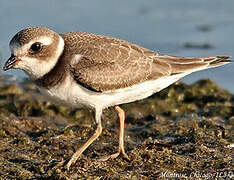 Semipalmated Plover