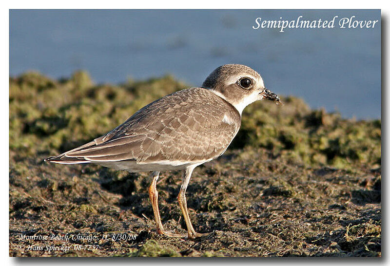 Semipalmated Plover