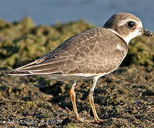 Semipalmated Plover