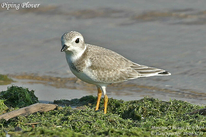 Piping Plover