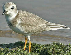 Piping Plover