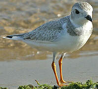 Piping Plover