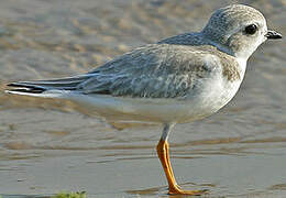 Piping Plover