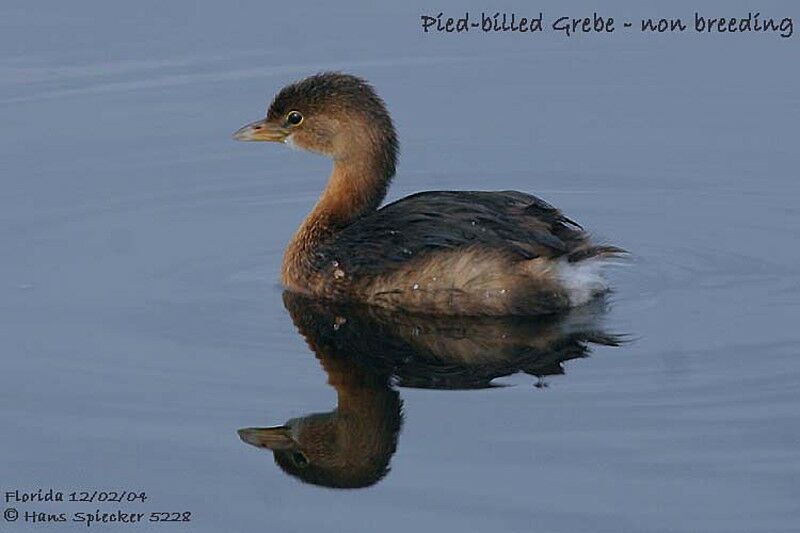 Pied-billed Grebe