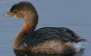 Pied-billed Grebe