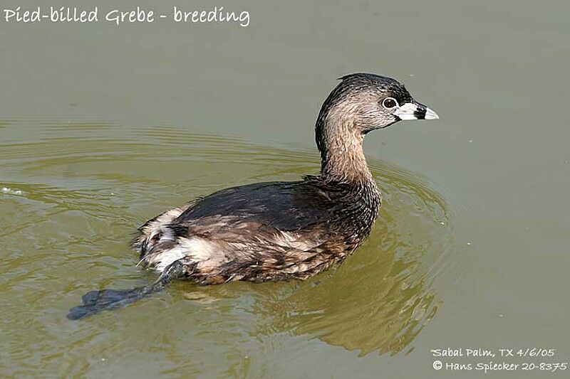 Pied-billed Grebe