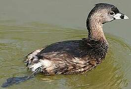 Pied-billed Grebe