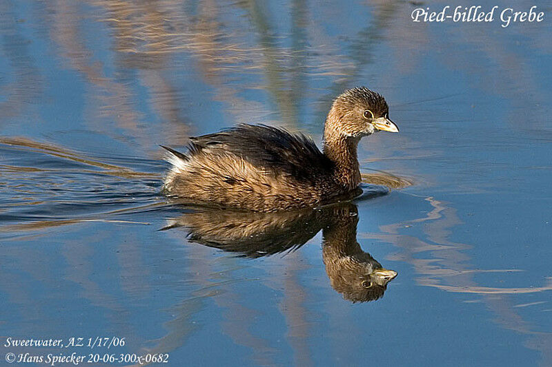 Pied-billed Grebe