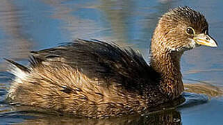 Pied-billed Grebe