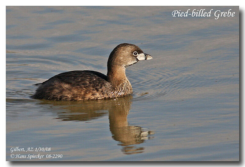 Pied-billed Grebeadult breeding