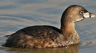 Pied-billed Grebe