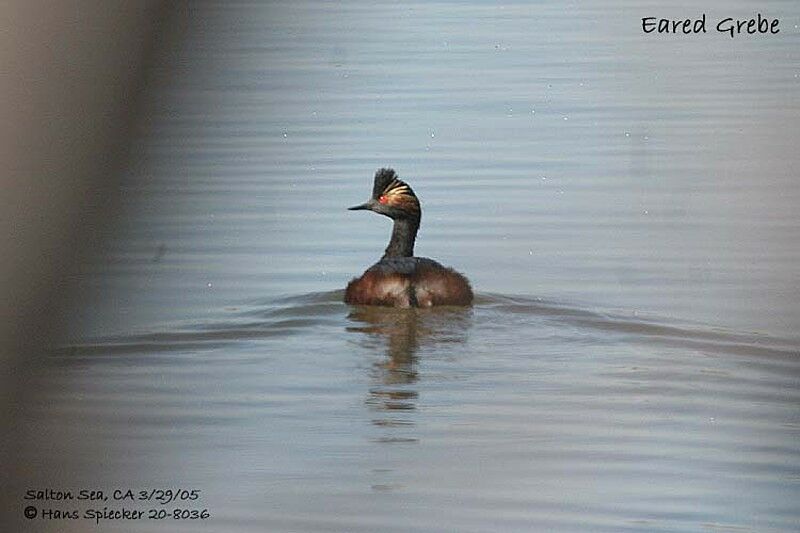 Black-necked Grebe