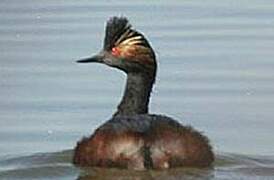 Black-necked Grebe