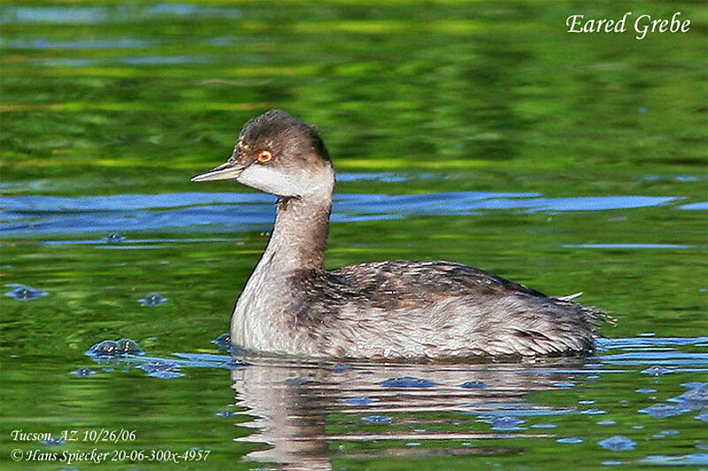 Black-necked Grebeadult post breeding