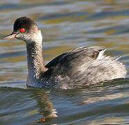 Black-necked Grebe