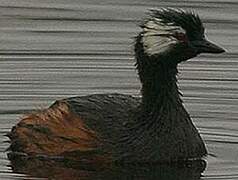 White-tufted Grebe