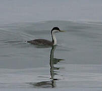 Western Grebe