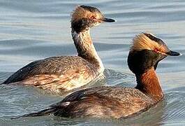 Horned Grebe