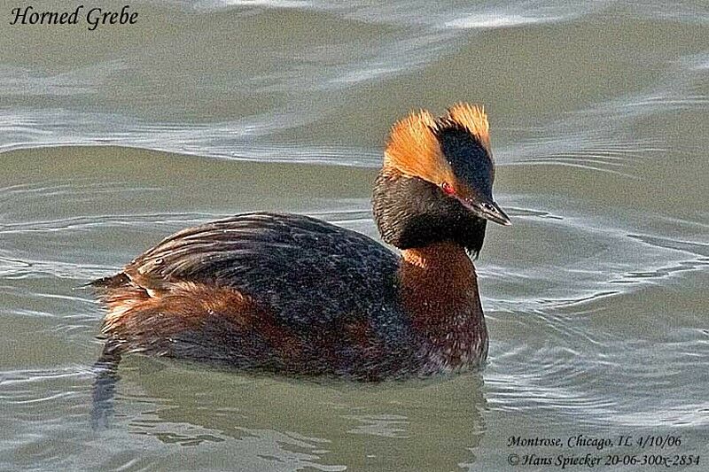 Horned Grebe