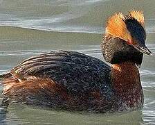 Horned Grebe