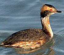 Horned Grebe