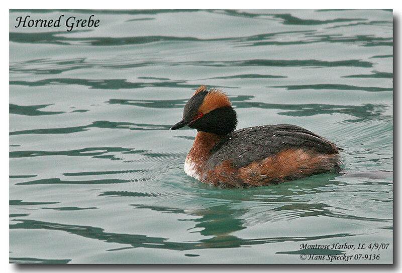 Horned Grebe