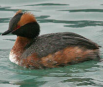 Horned Grebe