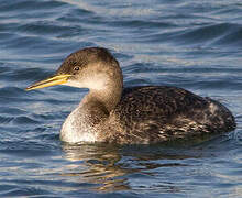 Red-necked Grebe