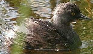 Least Grebe