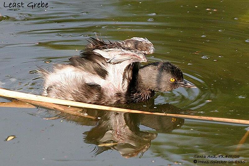 Least Grebe