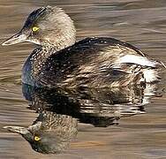 Least Grebe