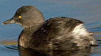 Least Grebe